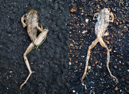 [Two photos spliced together. The frog on the left is on its back with a leg on the left fully stretched out. The leg on the right is completely bent toward the body. The upper legs are curved toward the head. This frog is still rather meaty looking and has yet really started decomposing. It lies on blackish pavement. The frog on the right is belly down. Both hind legs are completely stretched and the dark spots on the lighter skin is visible. The shorter front arms are both visible. The striped coloring on the main body is faintly visible. The body is much flatter than the rest of the body and the raised ridges on the back appear to be indentations from a vehicle tire running over it. The pavement around this frog has white and orange rock specks in the black. ]